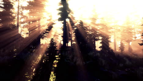 Magische-Dunkle-Herbstwaldlandschaft-Mit-Warmen-Lichtstrahlen